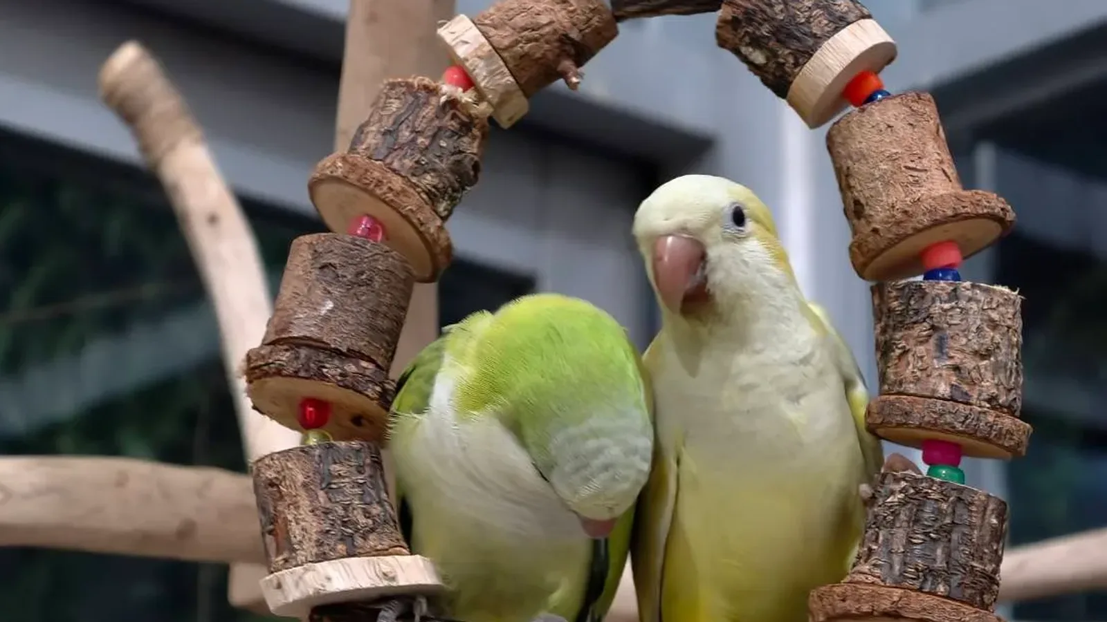 ม๊องค์สีอะไรบ้าง เขียว บลู Opaline ลูติโน่ และ split คืออะไร